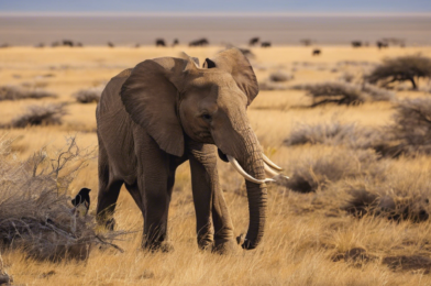 Best Destinations for Wildlife Photography